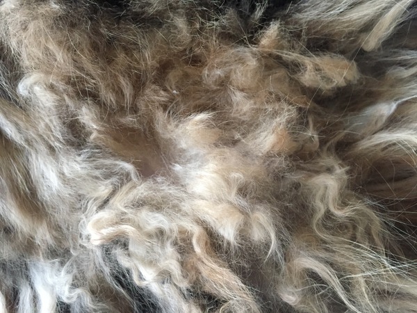 Westministenders: Another Thread, another Shit Show. Its Trump Week