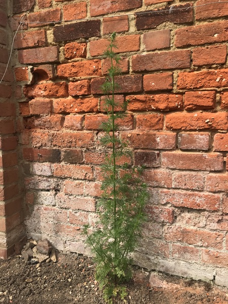 Is this a weed?
