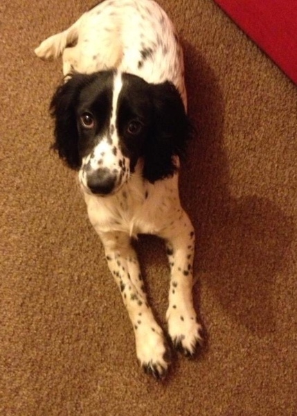 Cocker spaniel vs labrador?