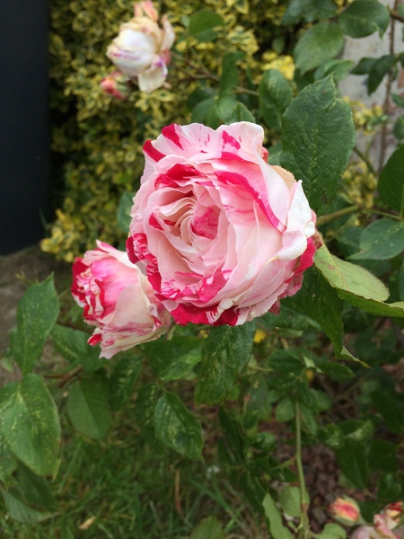 Name this rose please