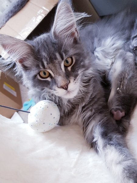 Very Confident New Kitten