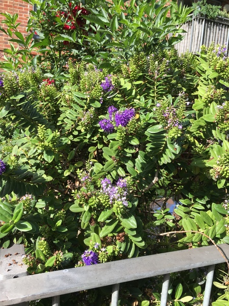 What is this lovely plant/shrub?