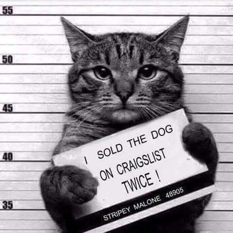 Next door's -thug- cat