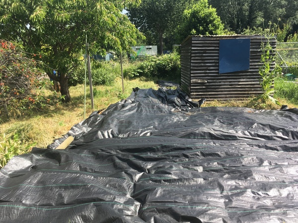 Allotment/Veg Patch Thread 14 ! growing into summer