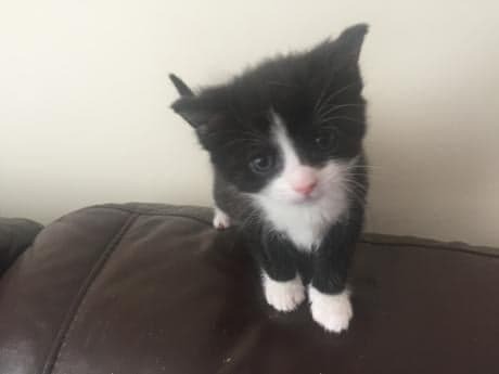 Help me name my new kitten