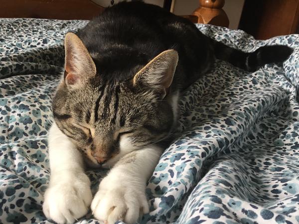 AIBU to think my cat is the cutest !