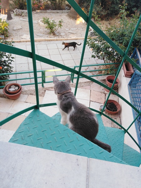 My cat is a twat