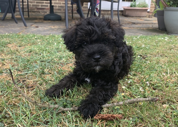 Young Puppy Support Group