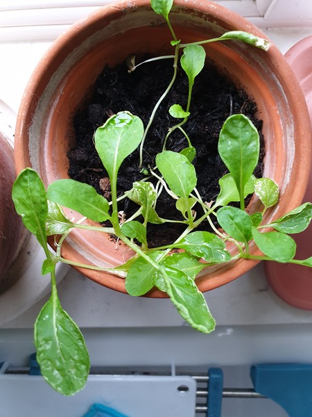 Please help me identify my mystery seeds!