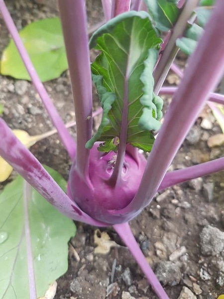 Allotment/Veg Patch Thread 14 ! growing into summer