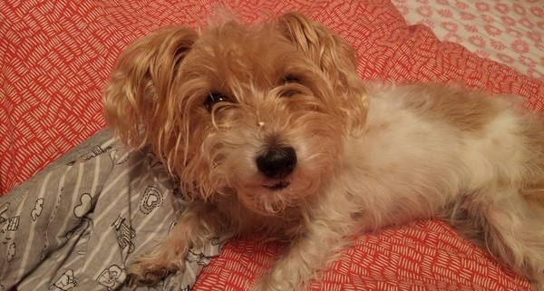 To ask what nicknames you give your pets?