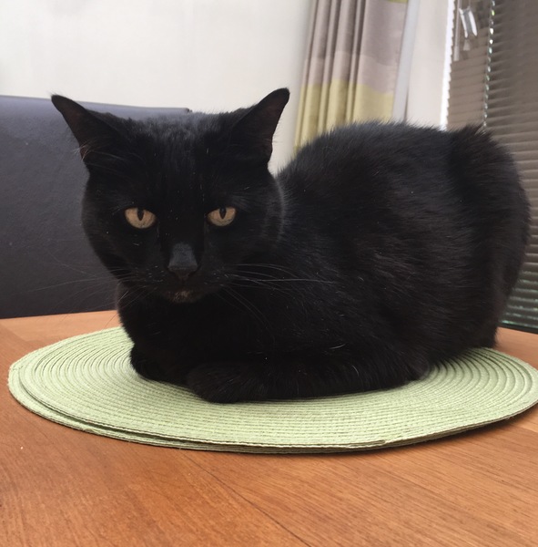 Westministenders: Another Thread, another Shit Show. Its Trump Week