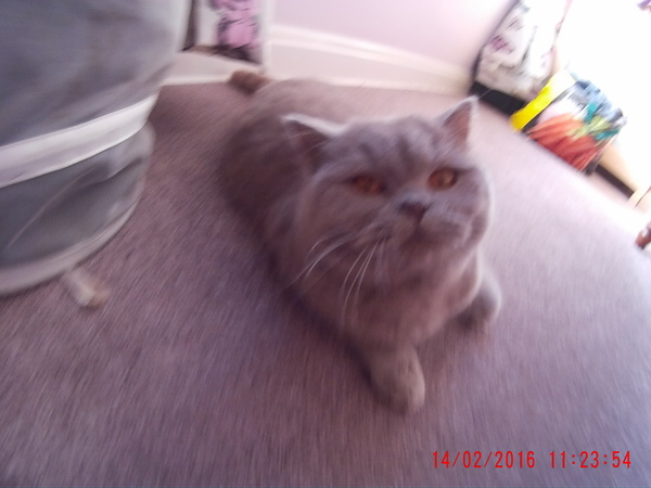 AIBU to think my cat is the cutest !