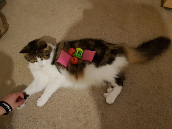 My cat has cancer, when to PTS?