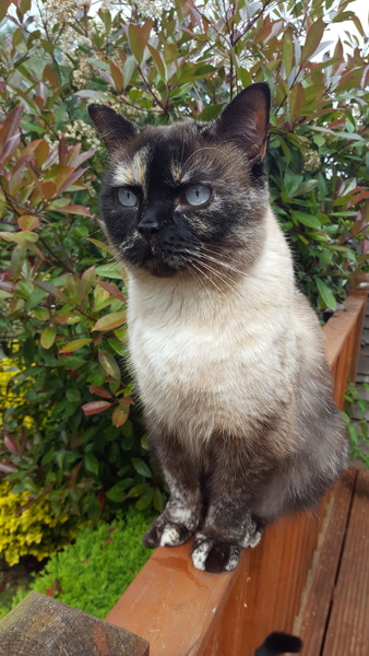 Constipated Cat