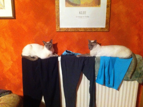 Westministenders: Hustings and Humilation