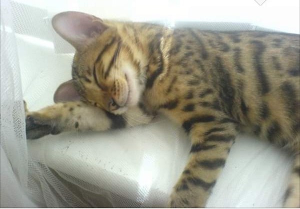 AIBU to think my cat is the cutest !