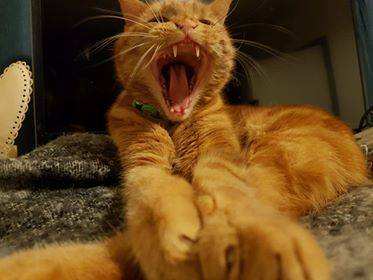 Best cat poses