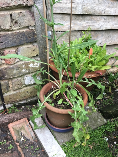Mystery plant, wild flower maybe?