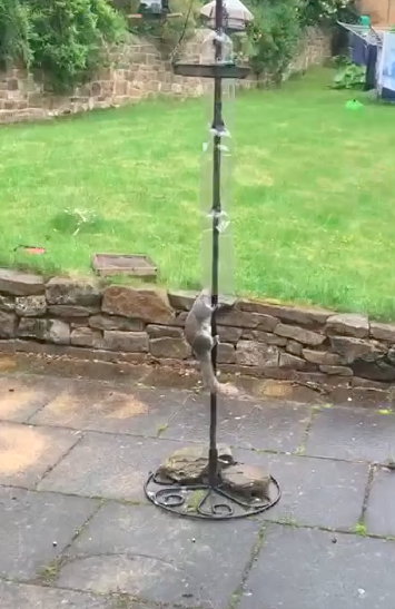 What birds do you get in your garden?