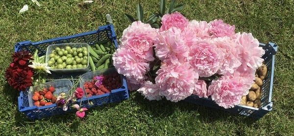 Allotment/Veg Patch Thread 14 ! growing into summer