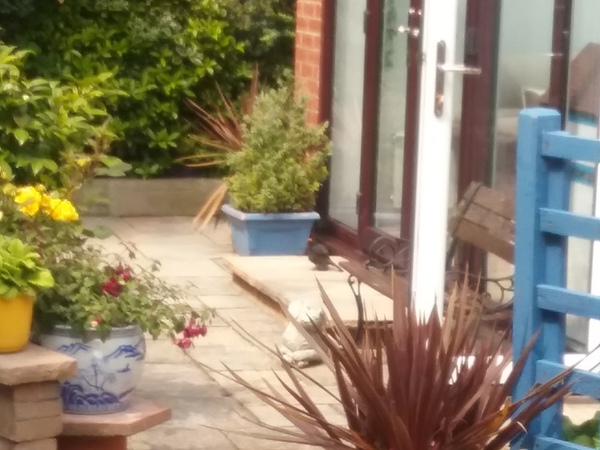 Bloody, buggering blackbird......