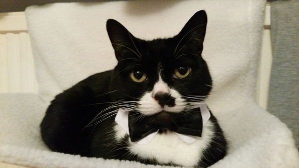 To ask what nicknames you give your pets?