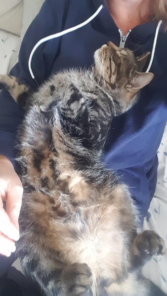 Picture of my fat cat on his back