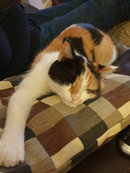 AIBU to think my cat is the cutest !