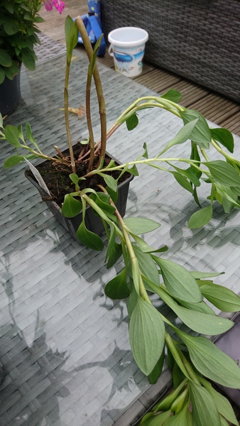 Is my alstromeria dead?