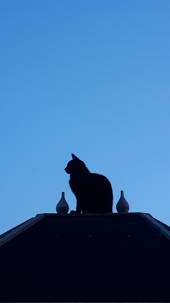 Best cat poses