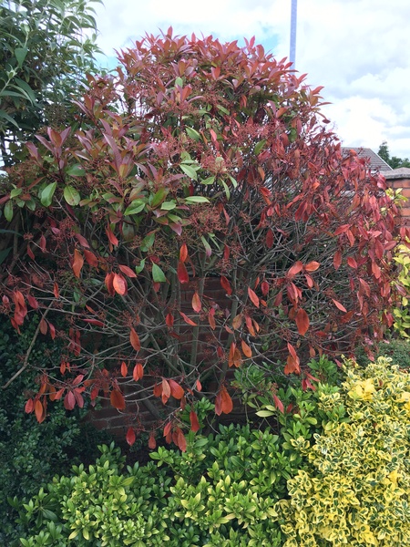 Help I think my Red Robin is dying