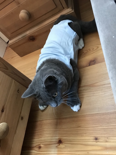 Wound on cat