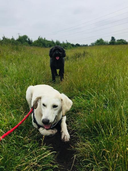 First time dog owner