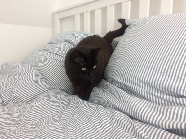What bedding do you have on your bed atm?