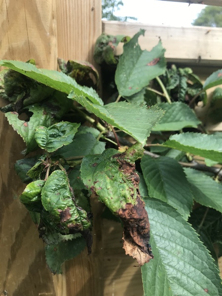 Cherry Tree leaves turning brown and wrinkly