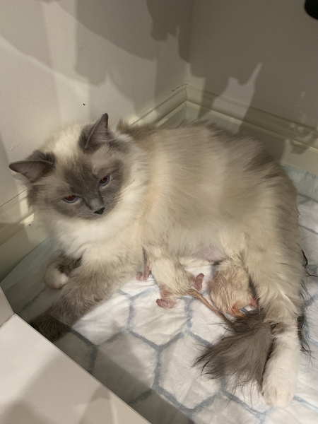 Who wants a live birth thread?
