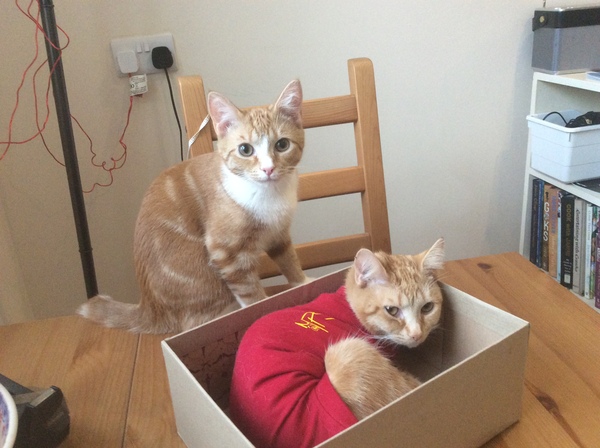 Cat hates her cone collar