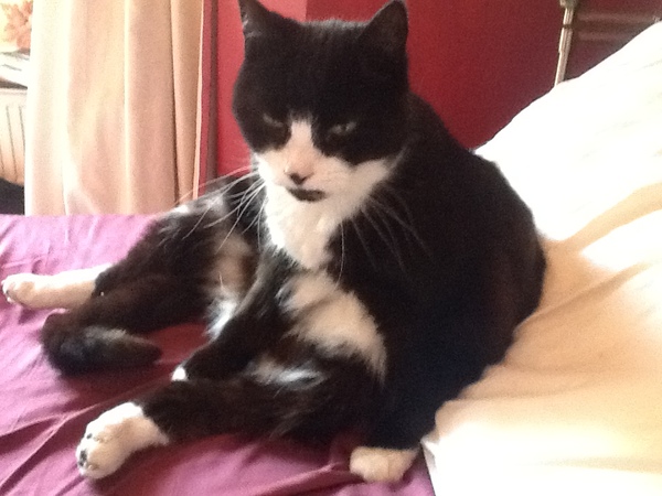 AIBU to think my cat is the cutest !