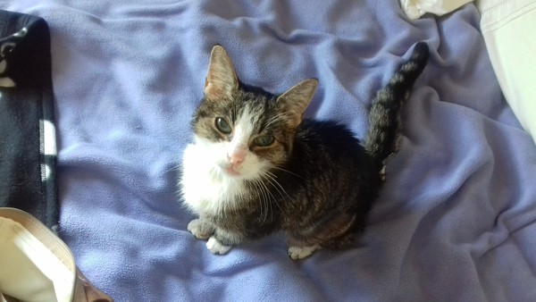 'Adopt don't shop' - tell me about your rescue cats