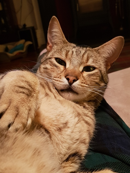 Westminstenders: Brace Yourself It's Gonna BeBoris