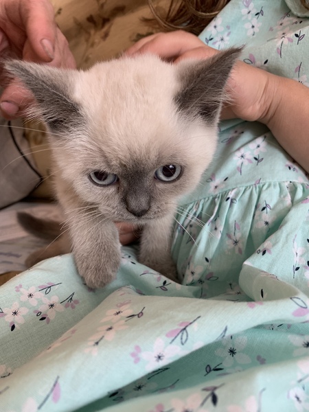 Help me name my new kitten