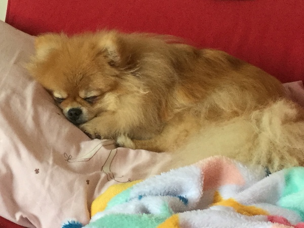 To ask what nicknames you give your pets?