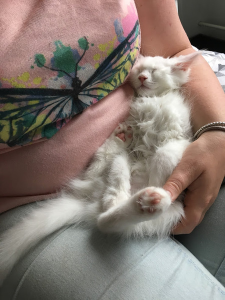 New kitten alert.