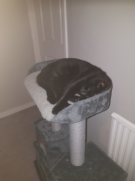 AIBU to think my cat is the cutest !