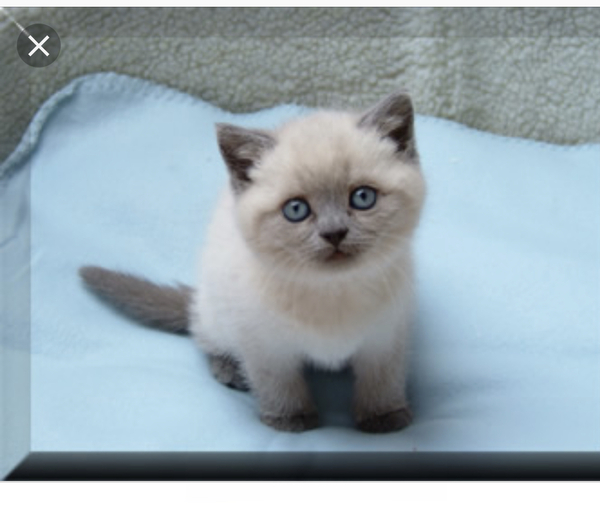 Help me name my new kitten