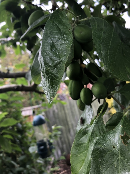 What fruit is this on my tree?