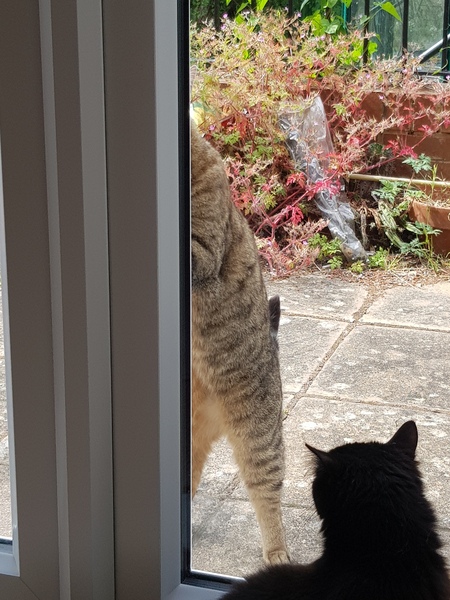 Next door's -thug- cat