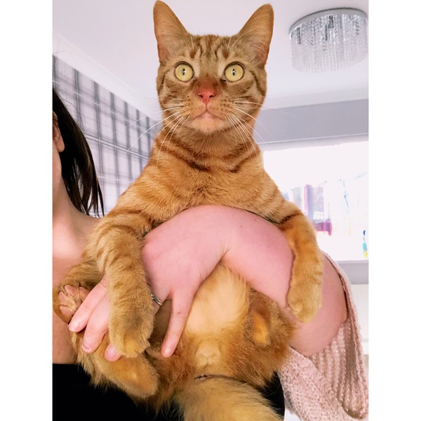 AIBU to think my cat is the cutest !