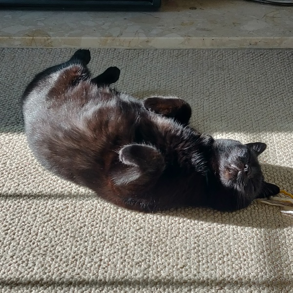 Picture of my fat cat on his back